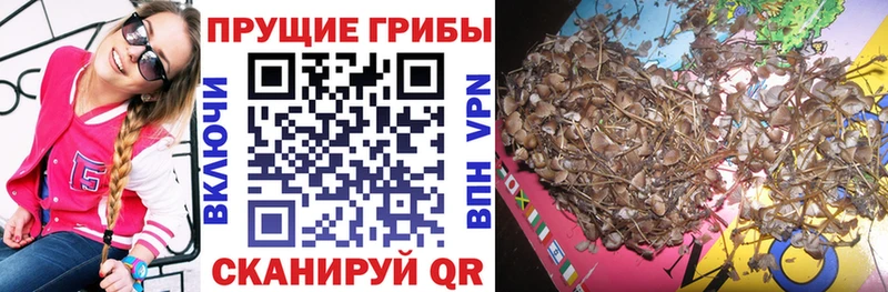 Псилоцибиновые грибы GOLDEN TEACHER дарк нет как зайти мега зеркало Прокопьевск как найти закладки